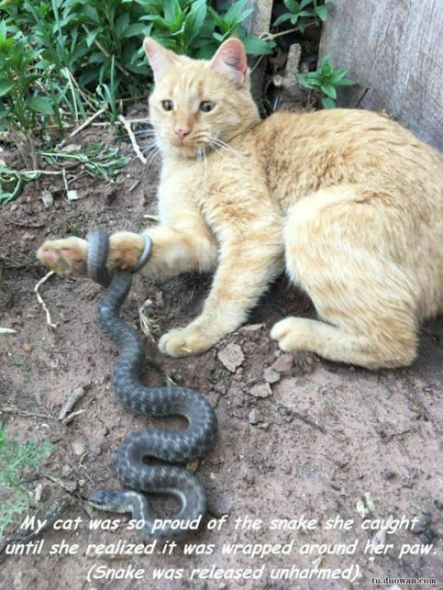 我的猫很骄傲它抓了一条蛇,直到它意识到是蛇抓了它