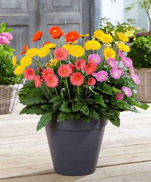 非洲菊