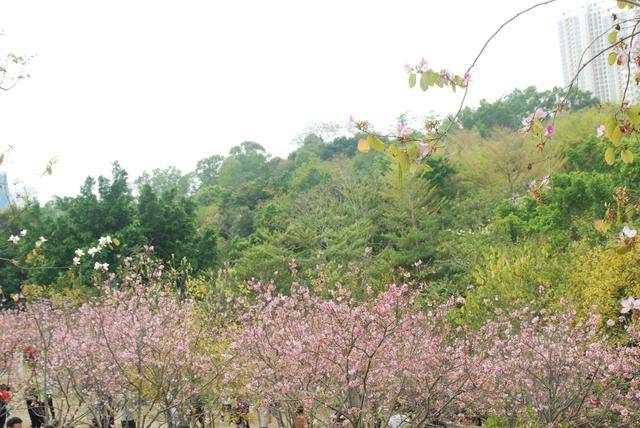 深圳坪山樱花谷, 云蒸霞蔚花竞艳