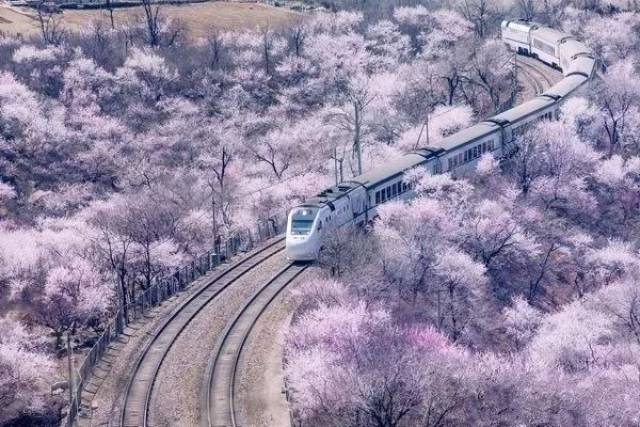和地铁一样 也有许多人称它为 "开往春天的地铁" 7元就能从北京出发