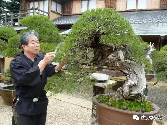 日本盆景文化的继承与盆景园的运作经营