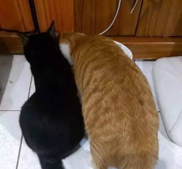 当初劝你别养橘猫，毕竟“大橘为重“!非不听，现在满意了?