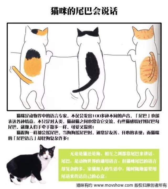 猫咪尾巴的含义,你知道吗?