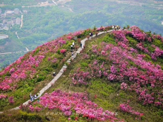 3月中旬-4月上旬 杜鹃花 (图:新浪博客@东方红的户外空间) 金峨山位于