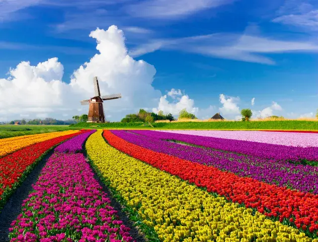 荷兰全境赏花自驾,在风车下拥抱彩虹色的郁金香花海