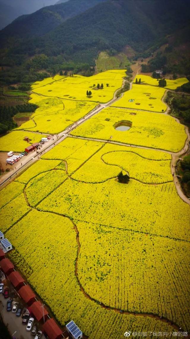 徜徉在油菜花盛开的金黄田野之中