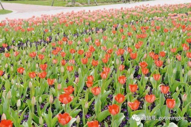 百合科郁金香植物 多年生草本植物,具球茎 英文名为"garden tulip"