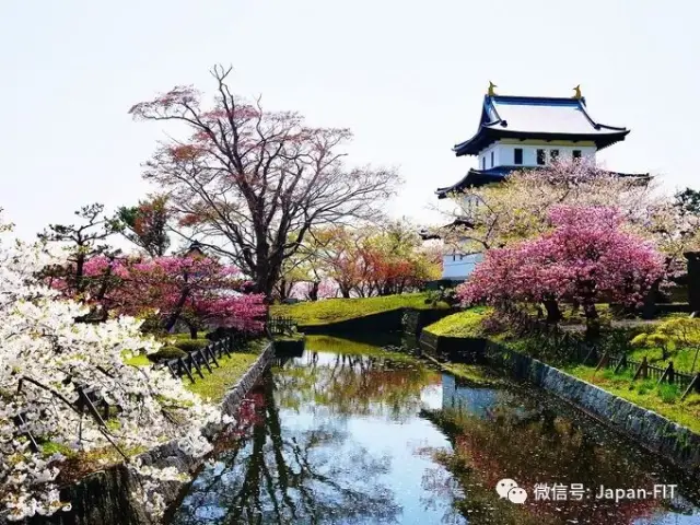 五一日本游赏樱花还来得及 北海道这些赏樱景点就在等