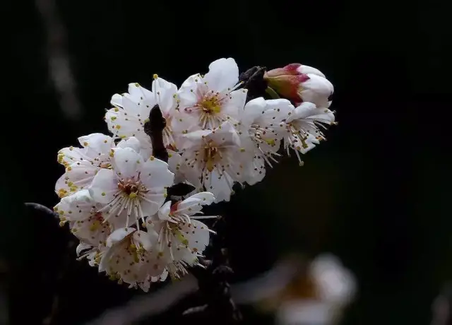 ͥɽĲ֮Ե