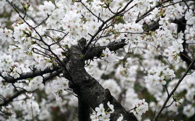 春雨过后,去宁波新晋网红"樱花谷"美拍吧!