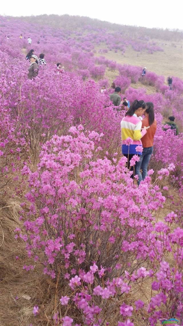 呼伦贝尔大草原摄影采风——扎兰屯杜鹃花节