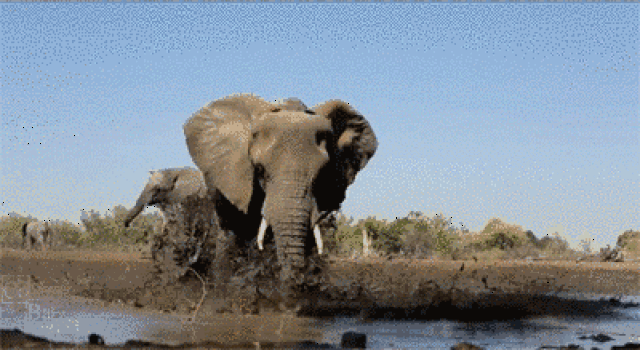 【非洲象首展】常州淹城野生动物园倾情特惠,看象群不用去非洲!