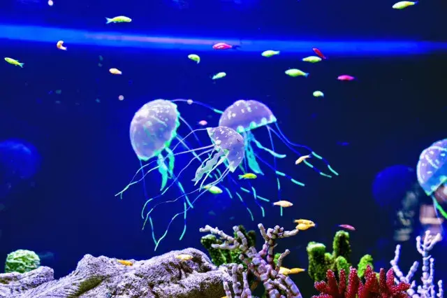 自带荧光的水母