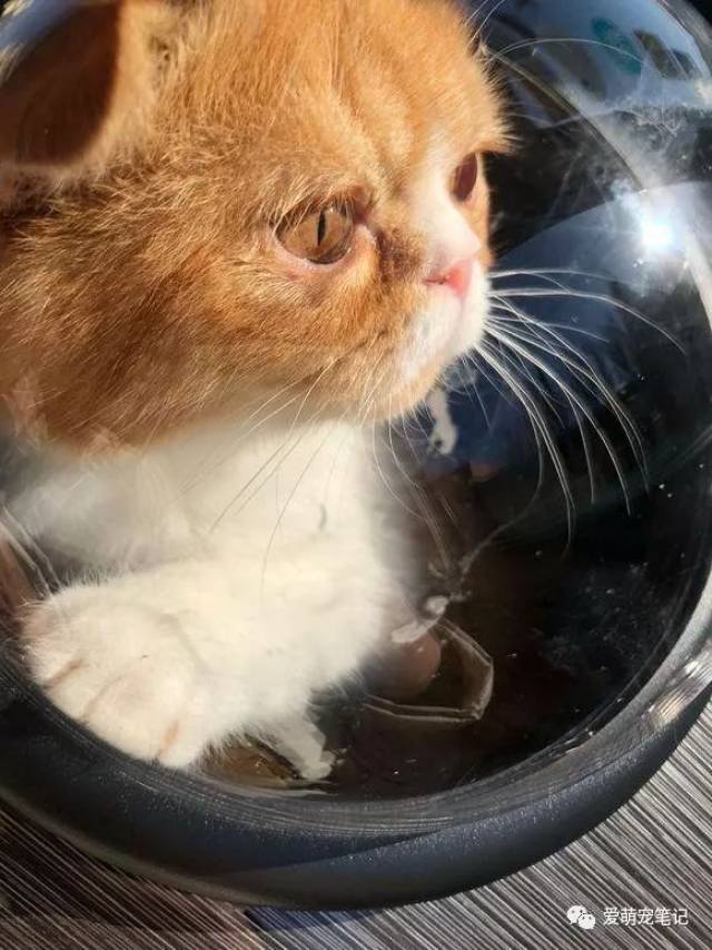 陪伴七个月的加菲猫意外去世,看到骨灰盒时,她情绪一下子失控了