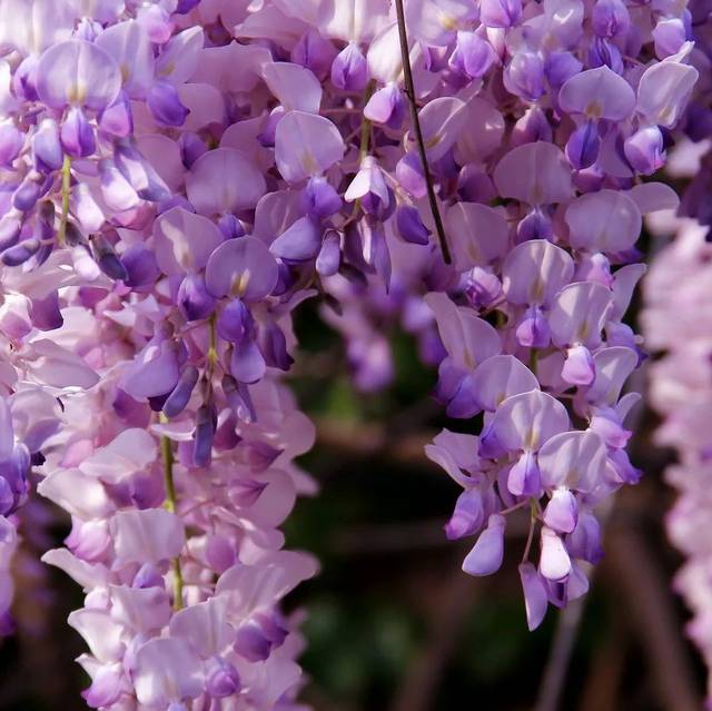 干皮深灰色,不裂;春季开花,青紫色蝶形花冠,花紫色或深紫色,十分美