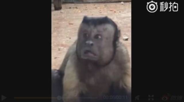 猴子长了一张国字脸,化身行走的表情包……网友:这是要进化了吧!