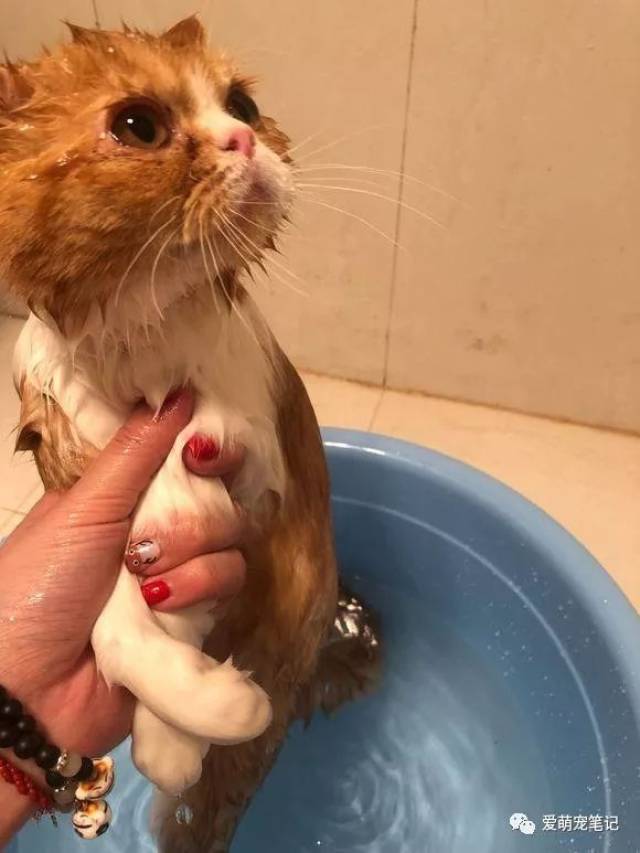 陪伴七个月的加菲猫意外去世,看到骨灰盒时,她情绪一下子失控了