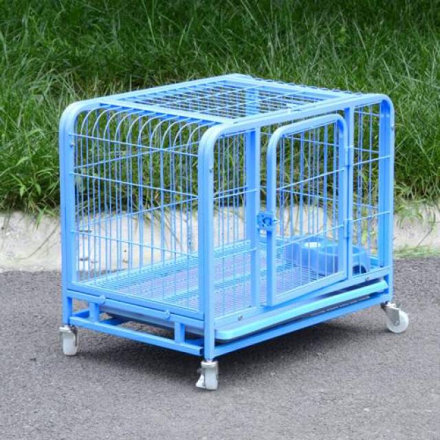 柯基耳螨影响立耳吗,柯基得耳螨就不立耳吗