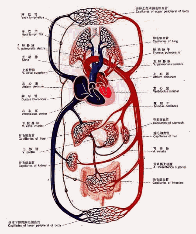 心脏的位置和解剖:聪明人有"七窍玲珑心"?其实我们每个人的心都有9窍!