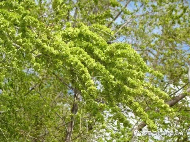 这些春天专属的美味,错过就要再等一年