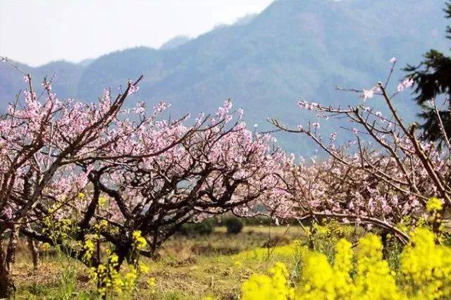 雄村桃花坝 三月的雄村,烟烟霞霞,游人络绎不绝.