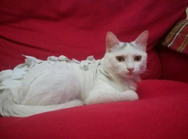 猫绝育的伤口化脓了，母猫绝育伤口化脓了