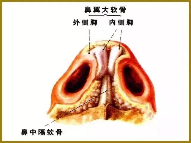 【整外干货】鼻部解剖结构