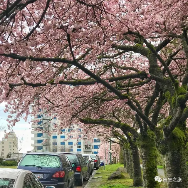 去温哥华看一场惊艳了全球的樱花雨 与君邂逅 不负春光