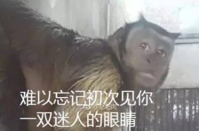 盘点:那些长着人脸的萌兽,行走的表情包-搞笑频道