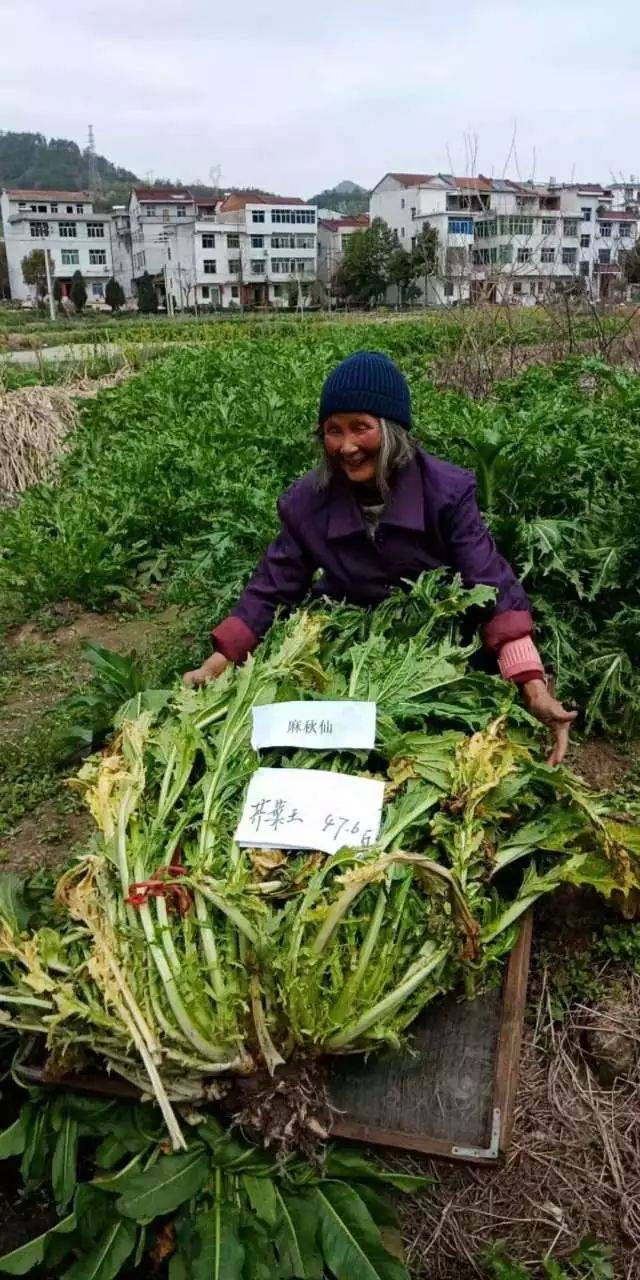 丽水惊现巨型芥菜!需要2人抬,你猜它有多重?