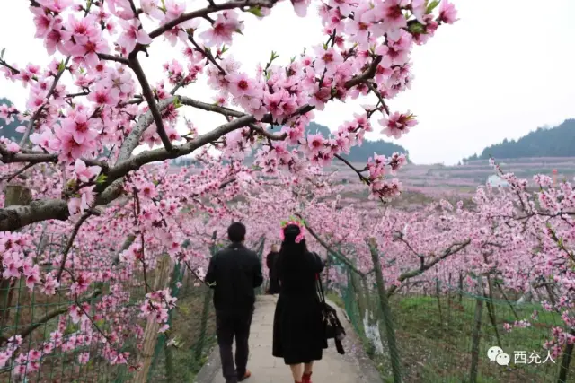 西充古楼的桃花火遍朋友圈,现场这些又是另一番风景