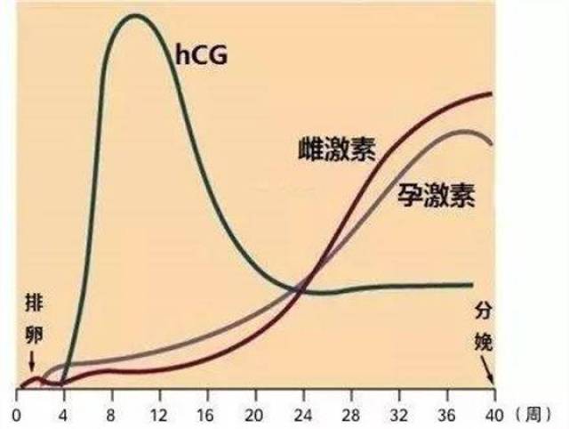 二,做试管婴儿期间hcg正常值参考不同妊娠时期以及各孕妇之间血清hcg