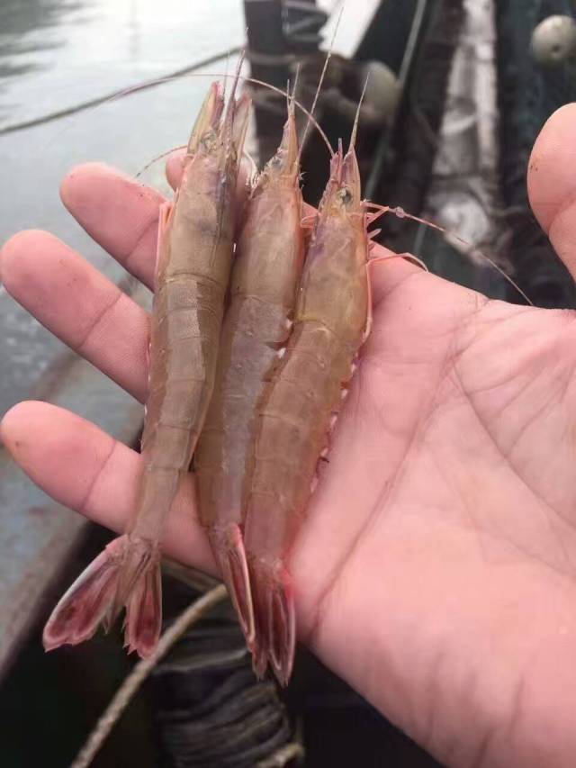 东山岛野生剑虾 近海甜虾硬壳虾滑皮虾新鲜海捕剑虾