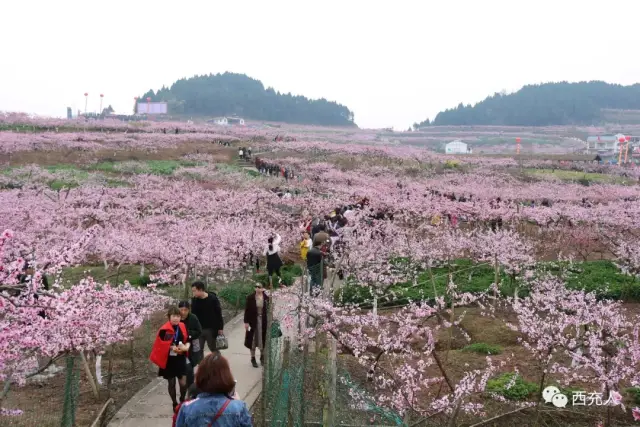 西充古楼的桃花火遍朋友圈,现场这些又是另一番风景