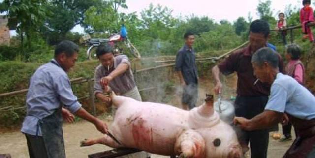 鲁中乡村记忆——杀猪
