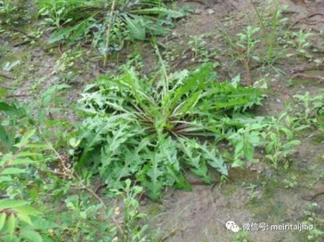 蒲公英又名蒲公草,尿床草,奶汁草,为菊科多年生药食两用的植物.