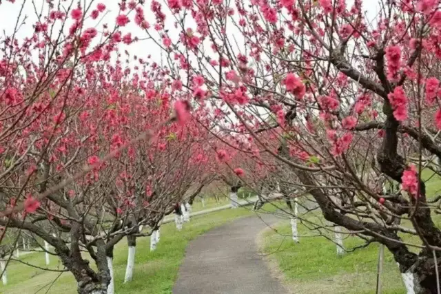 而莲花山的桃花源拥有40亩桃花林,五千株桃花.