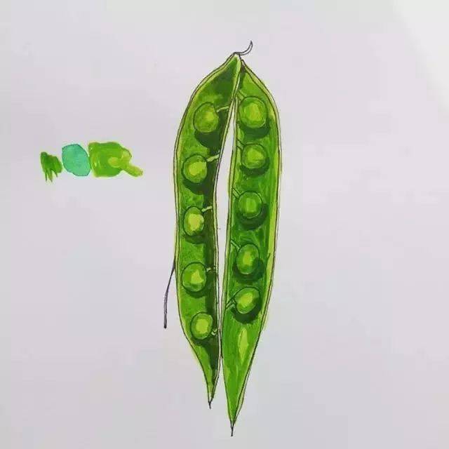 豌豆(garden pea)