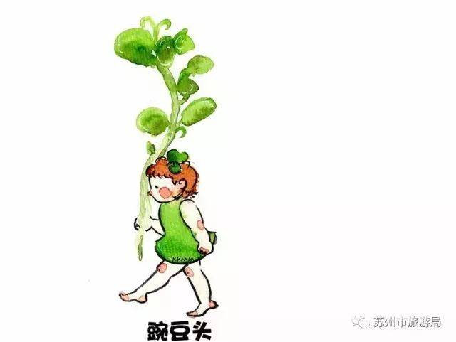 豌豆头,其实就是野豌豆的嫩茎和叶.