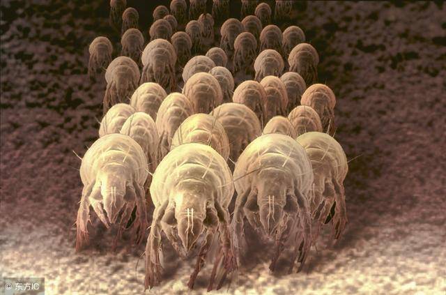 痘痘不断?是整个冬季躲被子里的螨虫叮咬的,9