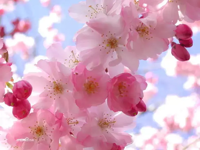 春天樱花盛开的季节,十五分钟教你学会画彩铅樱花