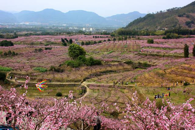 奉化区林家村东靠同山,北临泉溪,桃园连片,规模庞大,依山势绵延,非常