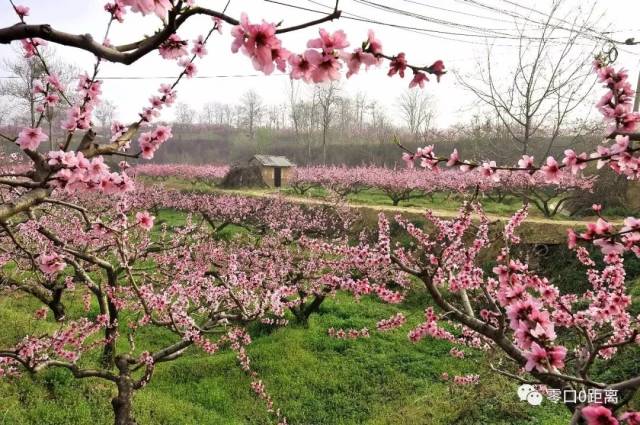 春满中国醉西安古诗词带你走进临潼的桃花源