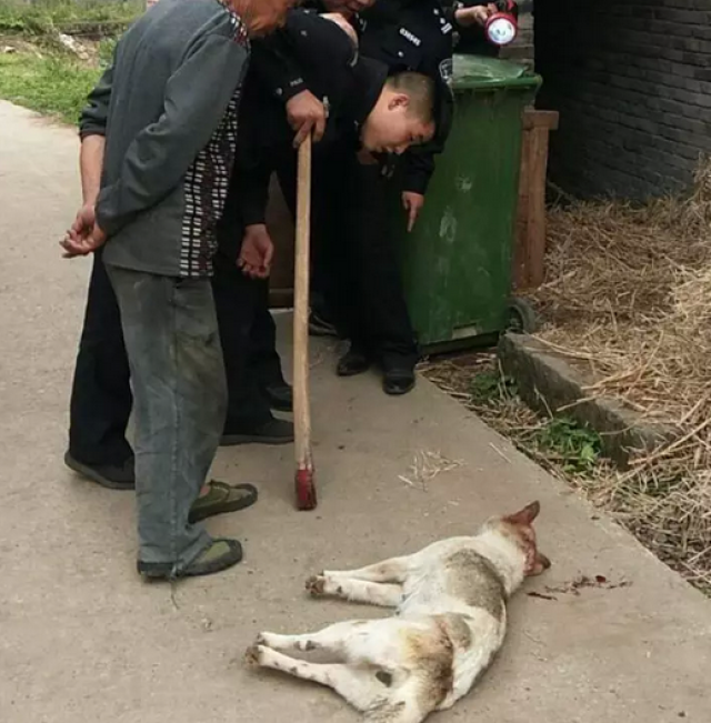 遂宁一狂犬咬伤多名村民 危急时刻民警果断将其击毙