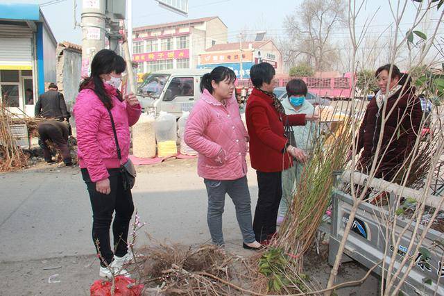 美女家住安徽濉溪县百善镇,家里种植各种果树300余亩,靠卖果子,卖树苗