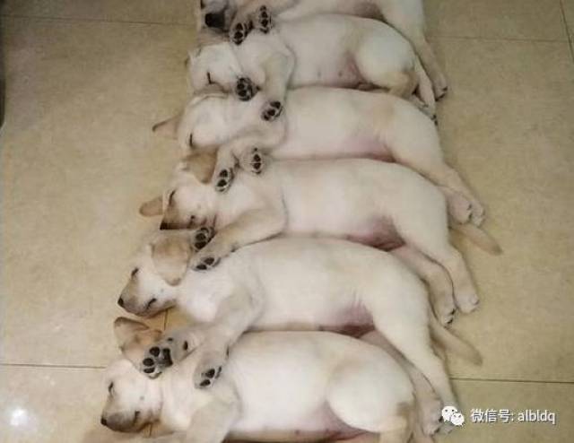一群拉布拉多胖崽睡在一起,这是猪吗?