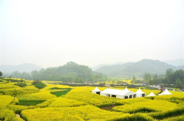 2018成都周边油菜花观赏圣地你准备去哪儿