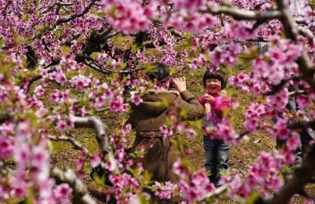 上海桃花节开幕啦!免费班车直达十里桃园!