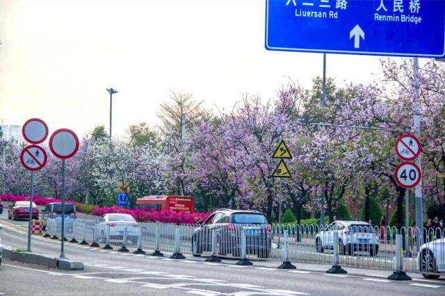 人民北路紫荆花