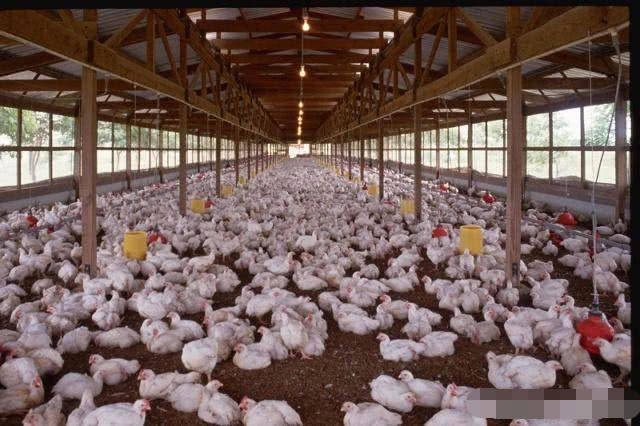 养鸡补贴总是小户被忽视,偏向大公司,国家到底该不该发补贴?